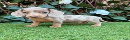 Miniature Dachshund dogs for sale: BEAUTIFUL TINY MINIATURE DASCHUNDS DAPPLE  - Advert 18