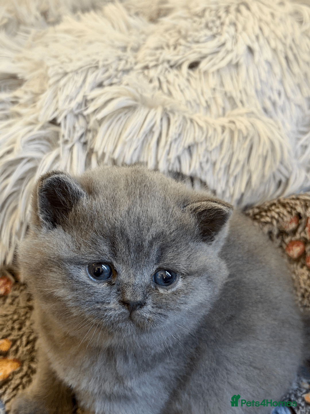 Scottish Fold cats for sale: Gorgeous Scottish Straight Kittens  - Advert 2