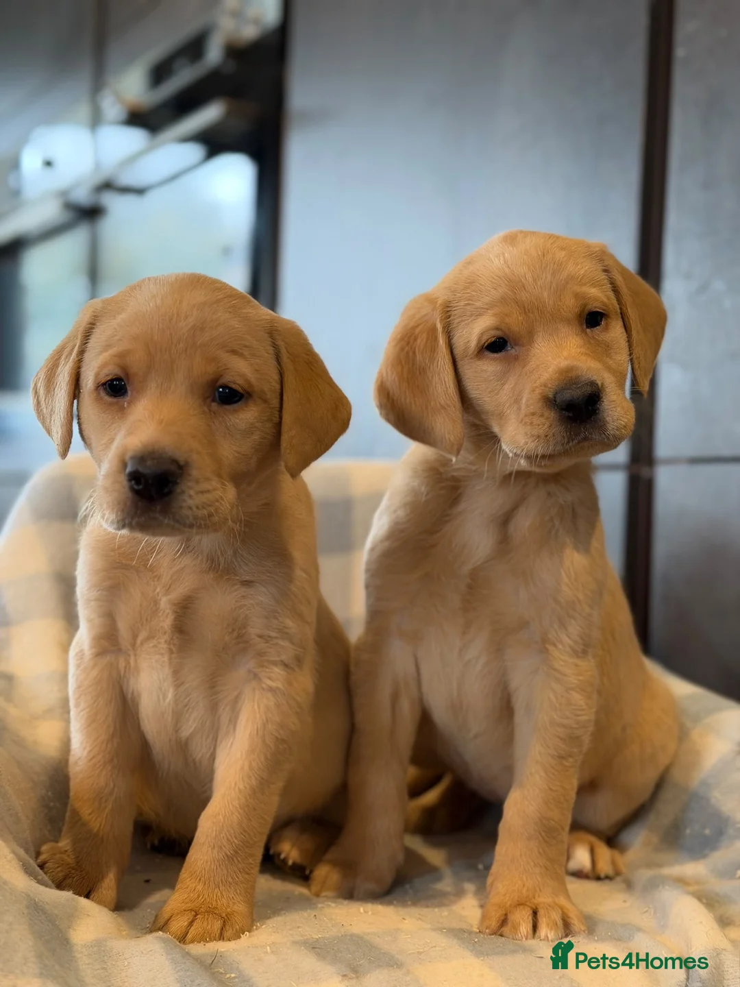 Labrador Retriever dogs for sale: Labrador Golden - Advert 1