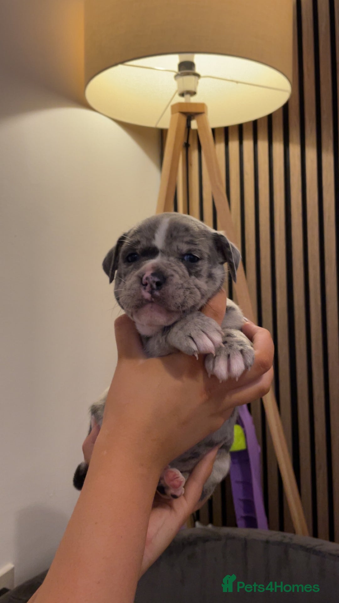 Staffordshire Bull Terrier dogs for sale: Beautiful Staffy puppies ready for a great home - Advert 7