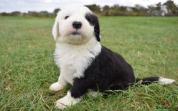 Old English Sheepdog dogs for sale: Stunning Old English Sheepdog Puppies KC Reg - Image 11