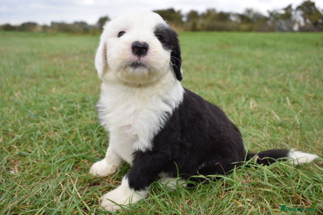Old English Sheepdog dogs for sale: Stunning Old English Sheepdog Puppies KC Reg - Image 11