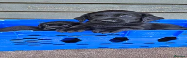 Labrador Retriever 5