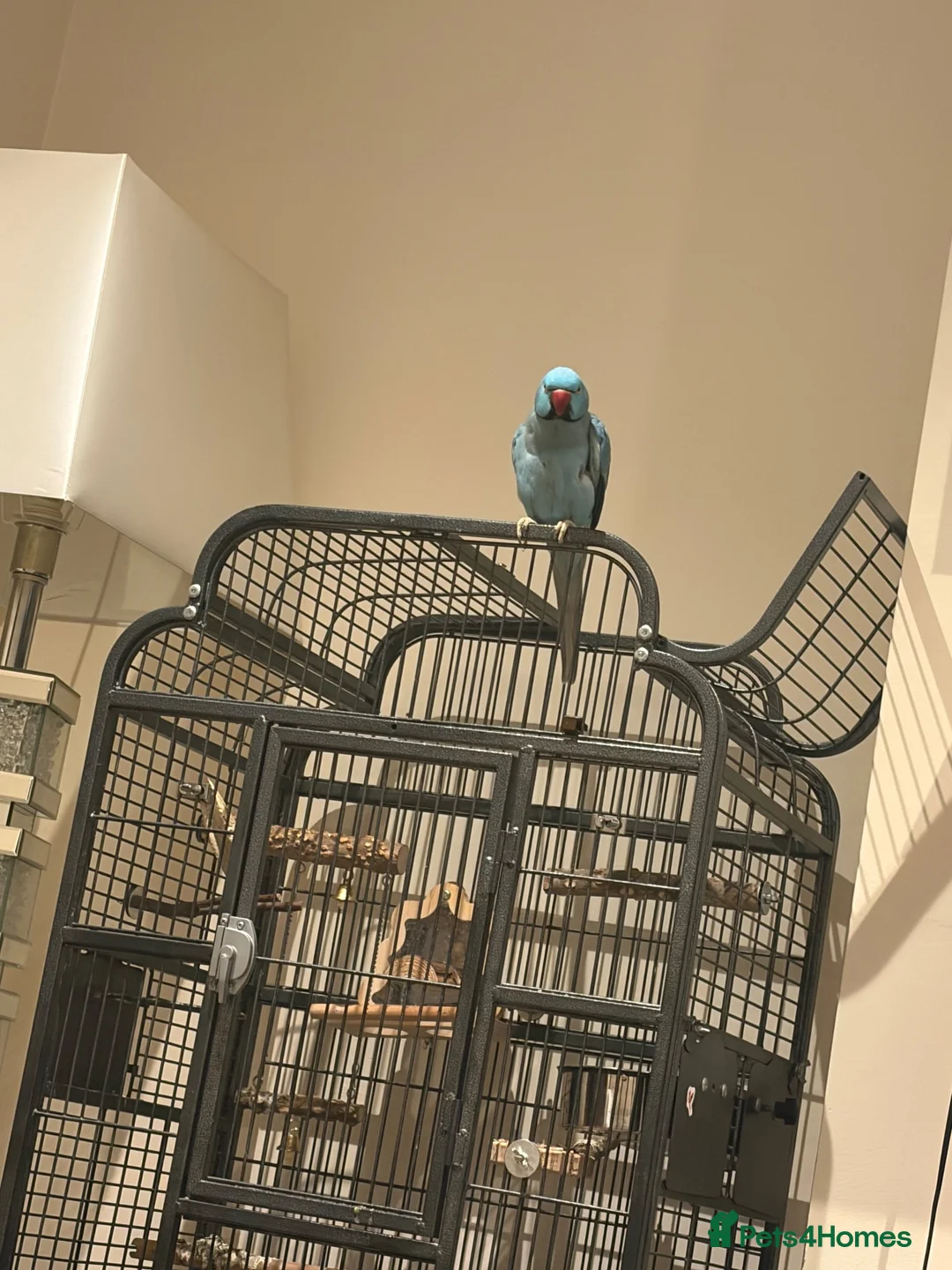 Parrots birds for sale: blue indian ringneck parrot - Advert 2