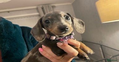 Dachshund dogs - Advert 6