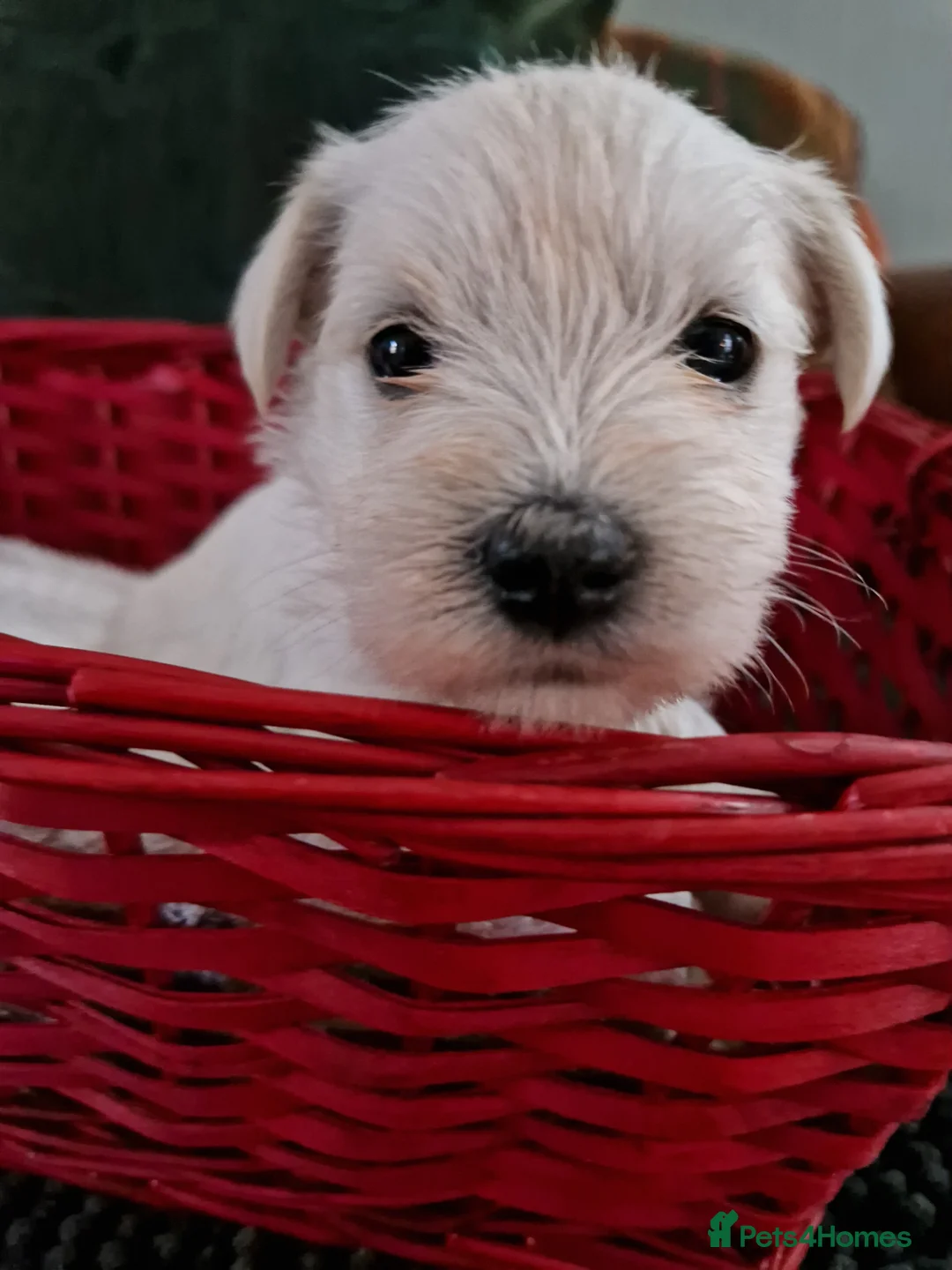 Miniature Schnauzer dogs for sale:  Pedigree Silver white minature schnauzer  - Advert 19