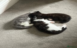 Mixed Breed cats for sale: Beautiful fluffy kittens for excellent homes  in Gillingham - Image 1