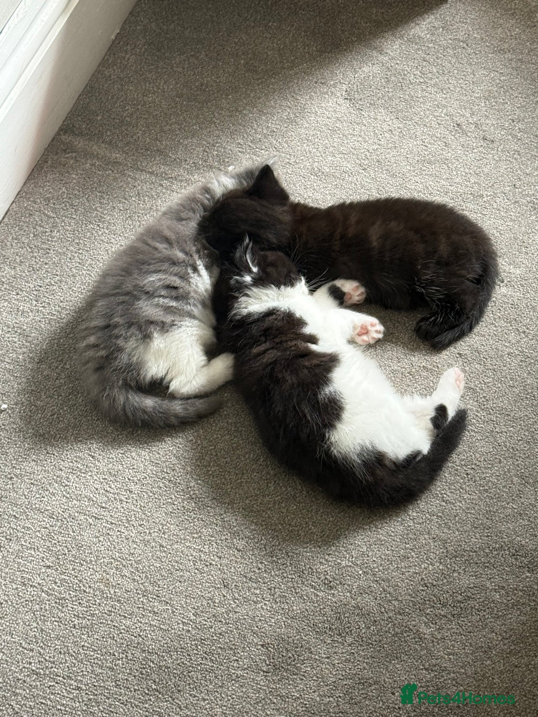 Mixed Breed cats for sale: Beautiful fluffy kittens for excellent homes  in Gillingham - Image 1