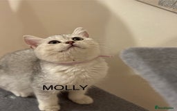 British Shorthair cats for sale: Pedigree|Champion Lines|GCCF Registered| - Image 16