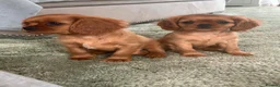 Cavalier King Charles Spaniel dogs for sale: Ruby Cavalier King Charles Spaniel Puppy’s  - Advert 3