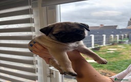 Pug dogs for sale: 🐾 Adorable Pug Puppies for Sale – £700 Each 🐾 - Image 6