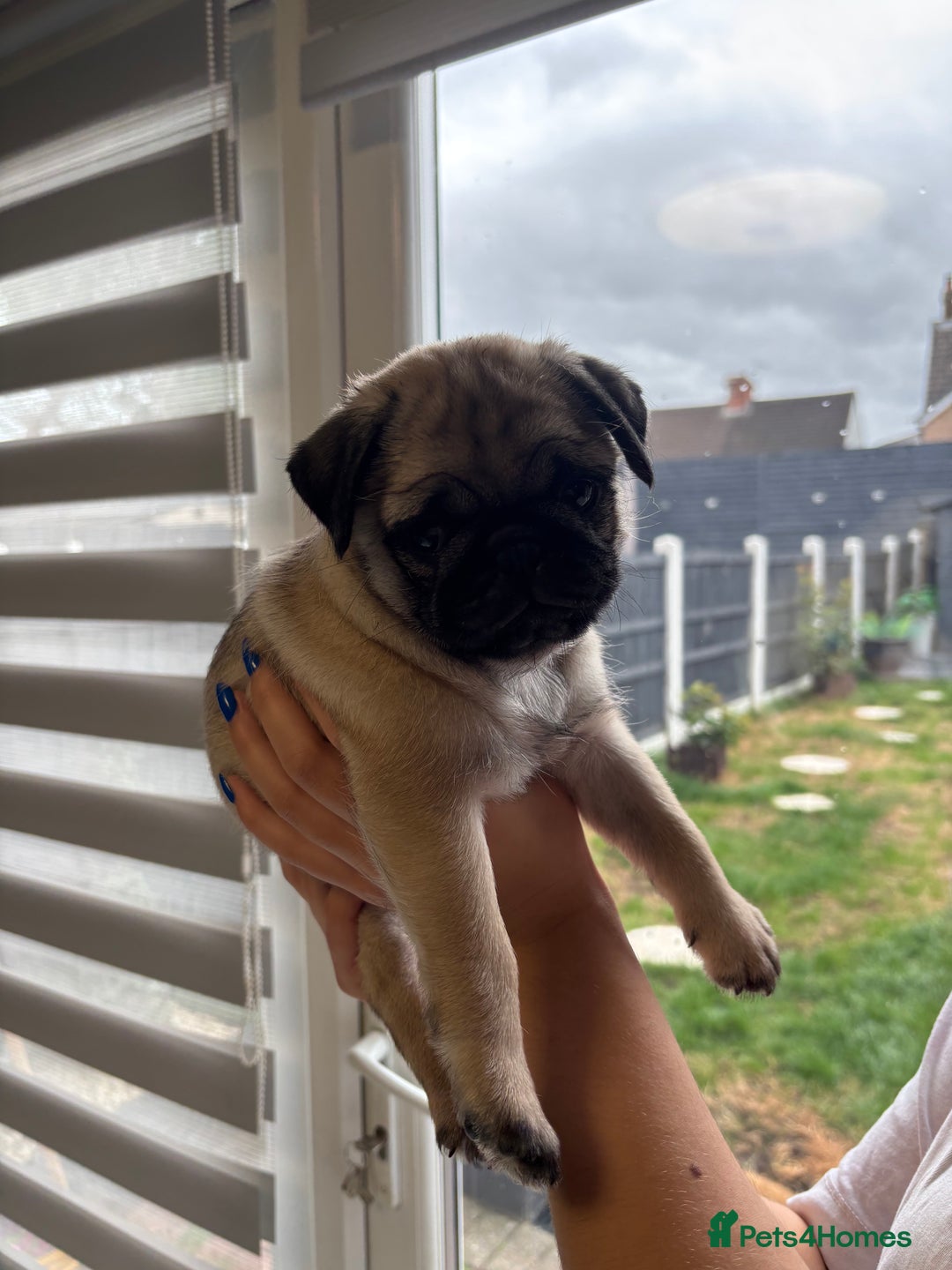 Pug dogs for sale: 🐾 Adorable Pug Puppies for Sale – £700 Each 🐾 - Image 6