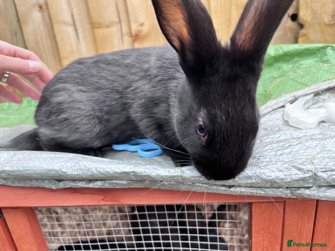 English rabbits for sale: New Zealand cross English babies - Image 12