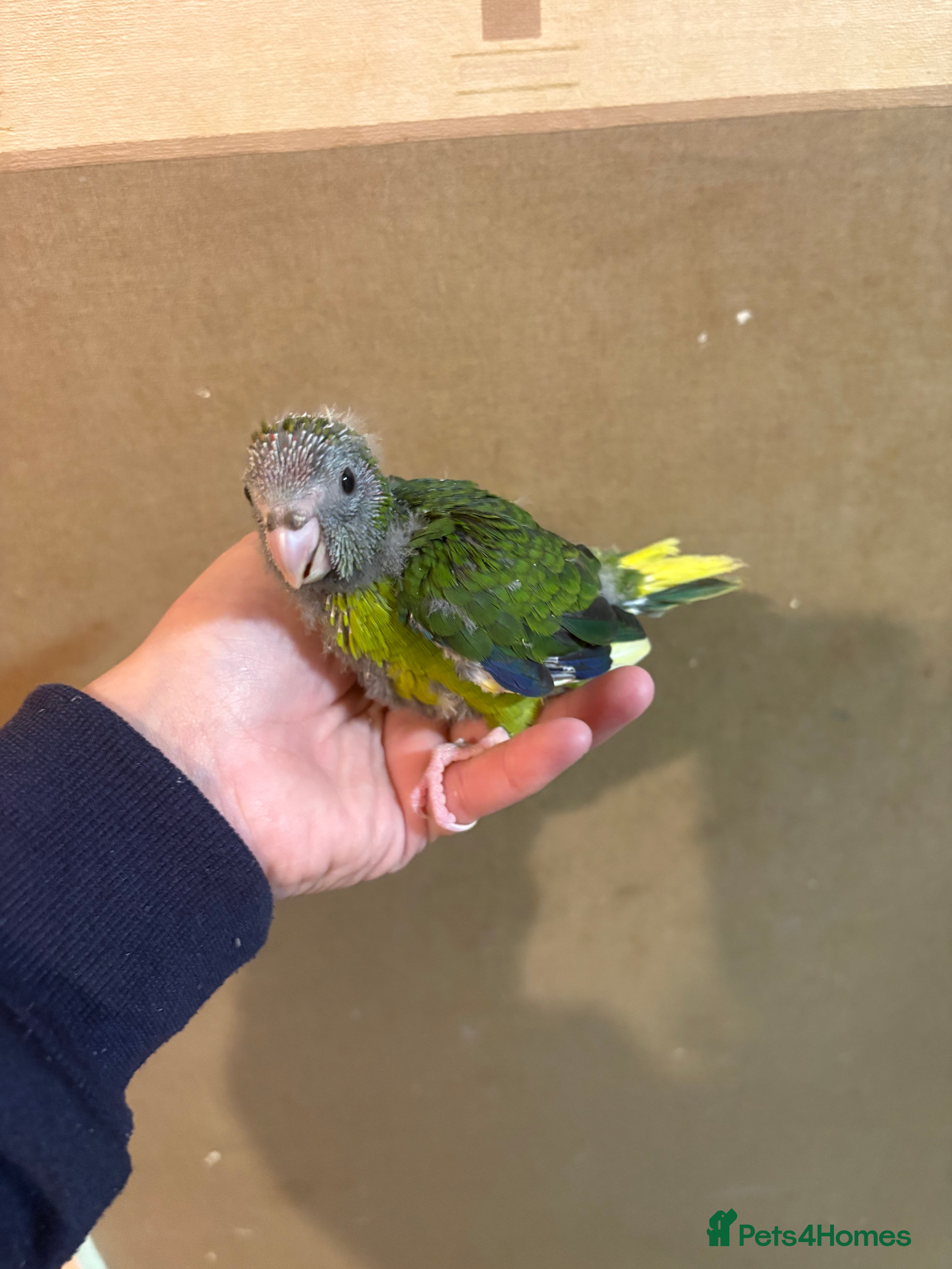 Parakeets birds Hand reared kakariki  - Advert 2