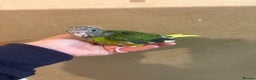 Parakeets birds for sale: Hand reared kakariki  - Advert 3