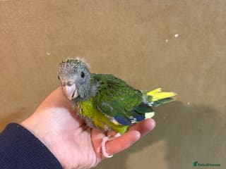 Parakeets birds Hand reared kakariki - Advert 13