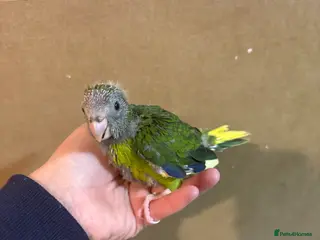 Parakeets birds Hand reared kakariki - Advert 9