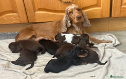 Cocker Spaniel dogs for sale: Fully Health tested show line cocker puppies  - Image 14