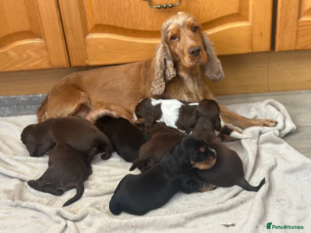 Cocker Spaniel dogs for sale: Fully Health tested show line cocker puppies  - Image 14