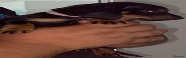 Dachshund 6