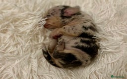 Miniature Dachshund dogs for sale: KC Miniature Dachshunds Blue and Cream dapple - Image 6