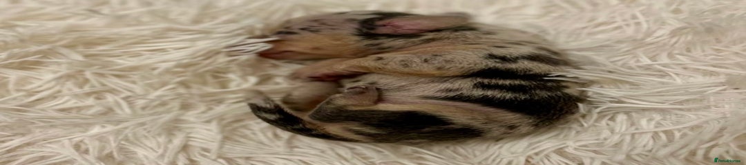 Miniature Dachshund Puppy 3