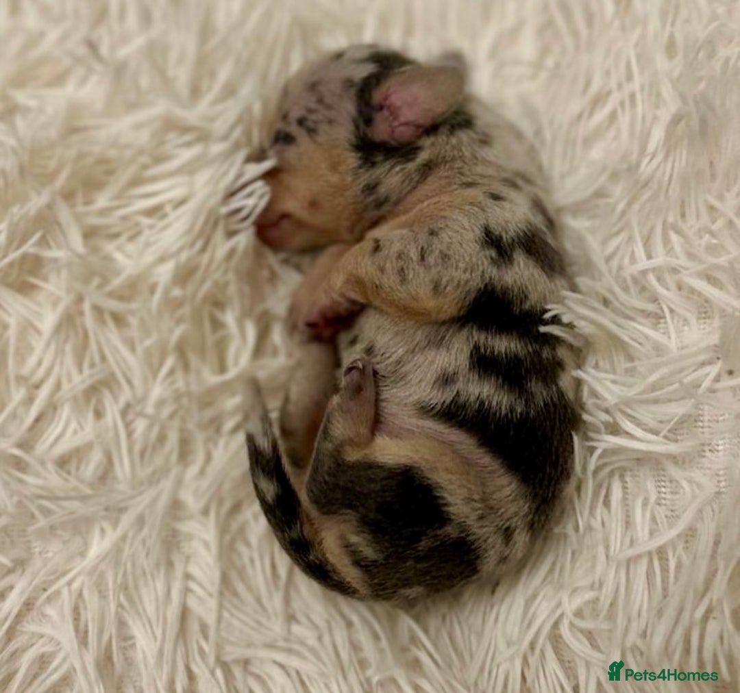 Miniature Dachshund dogs for sale: KC Miniature Dachshunds Blue and Cream dapple - Image 6