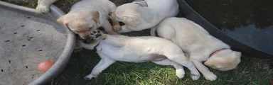 Labrador Retriever 3