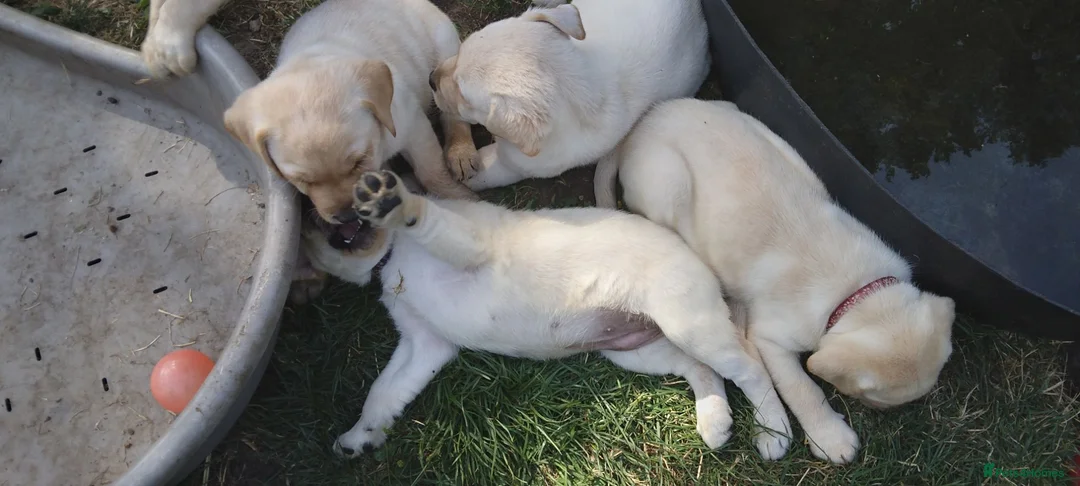 Labrador Retriever dogs for sale: 6 beautiful labrador puppies  - Advert 2