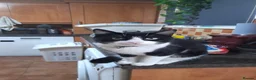 Domestic Shorthair cats for sale: 2 year old male tuxedo cat looking for a new home in Glasgow - Advert 4