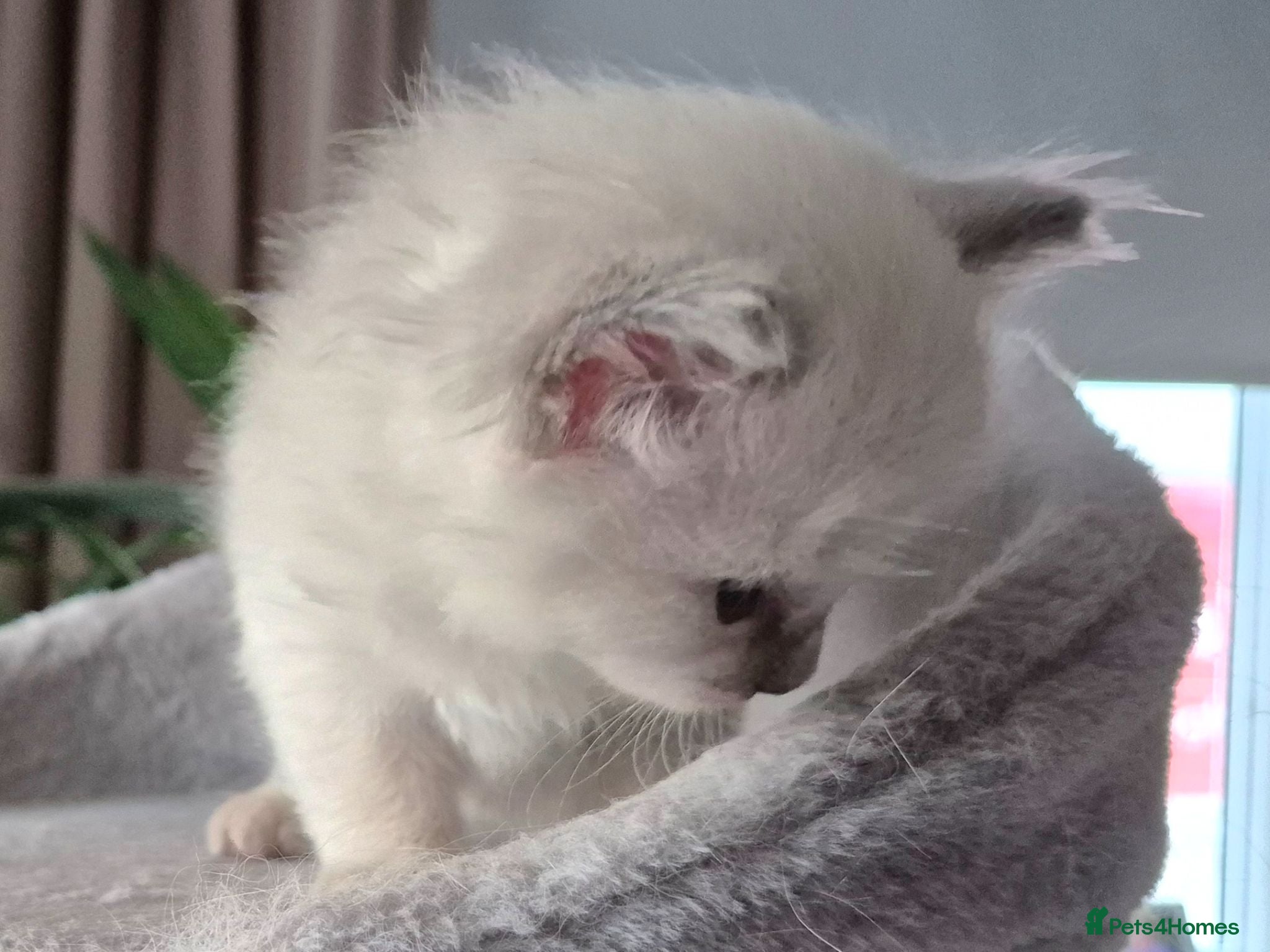 Ragdoll cats 💙 Blue Point Ragdolls – Reservations Open 💙 - Advert 2
