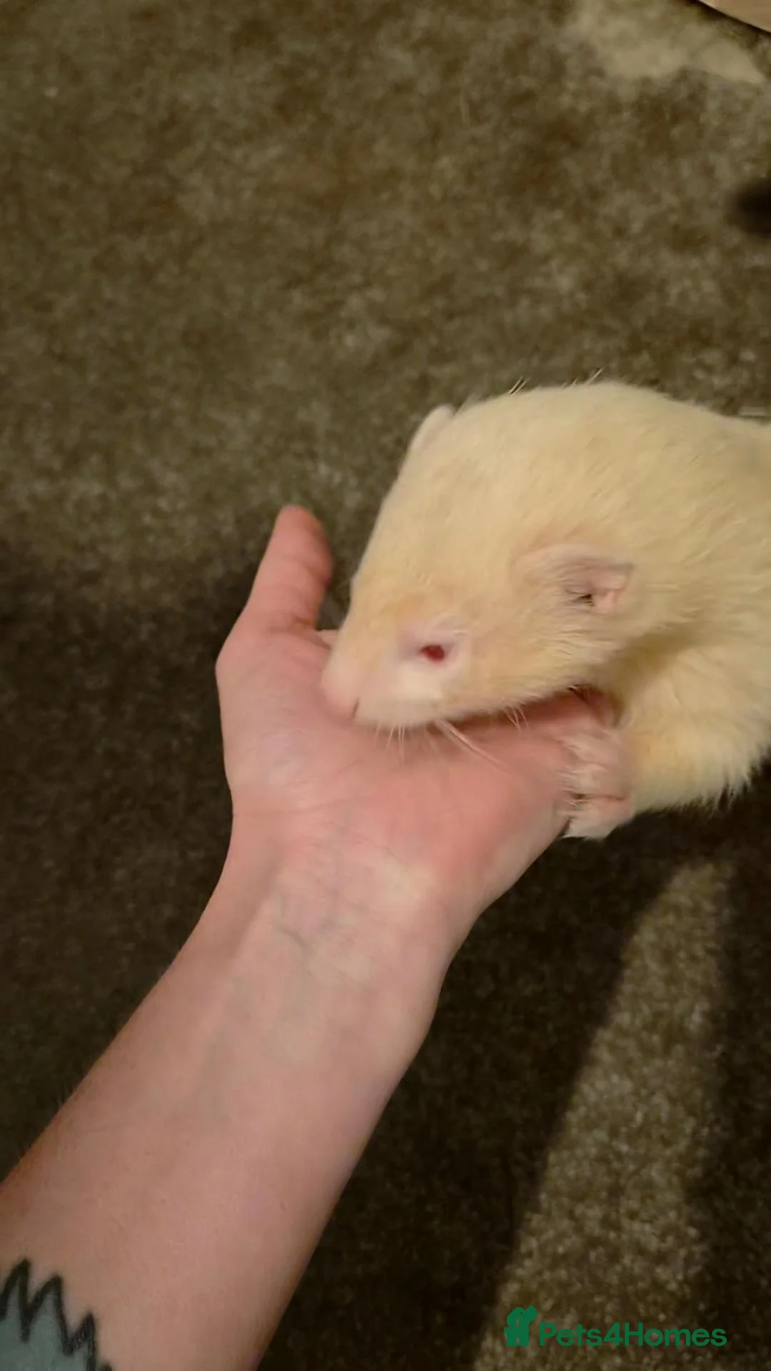 Ferret rodents for sale: Both neutered Jill and hob - Advert 2