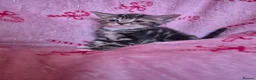 Arabian Mau cats for sale: Male kittens available  - Advert 8
