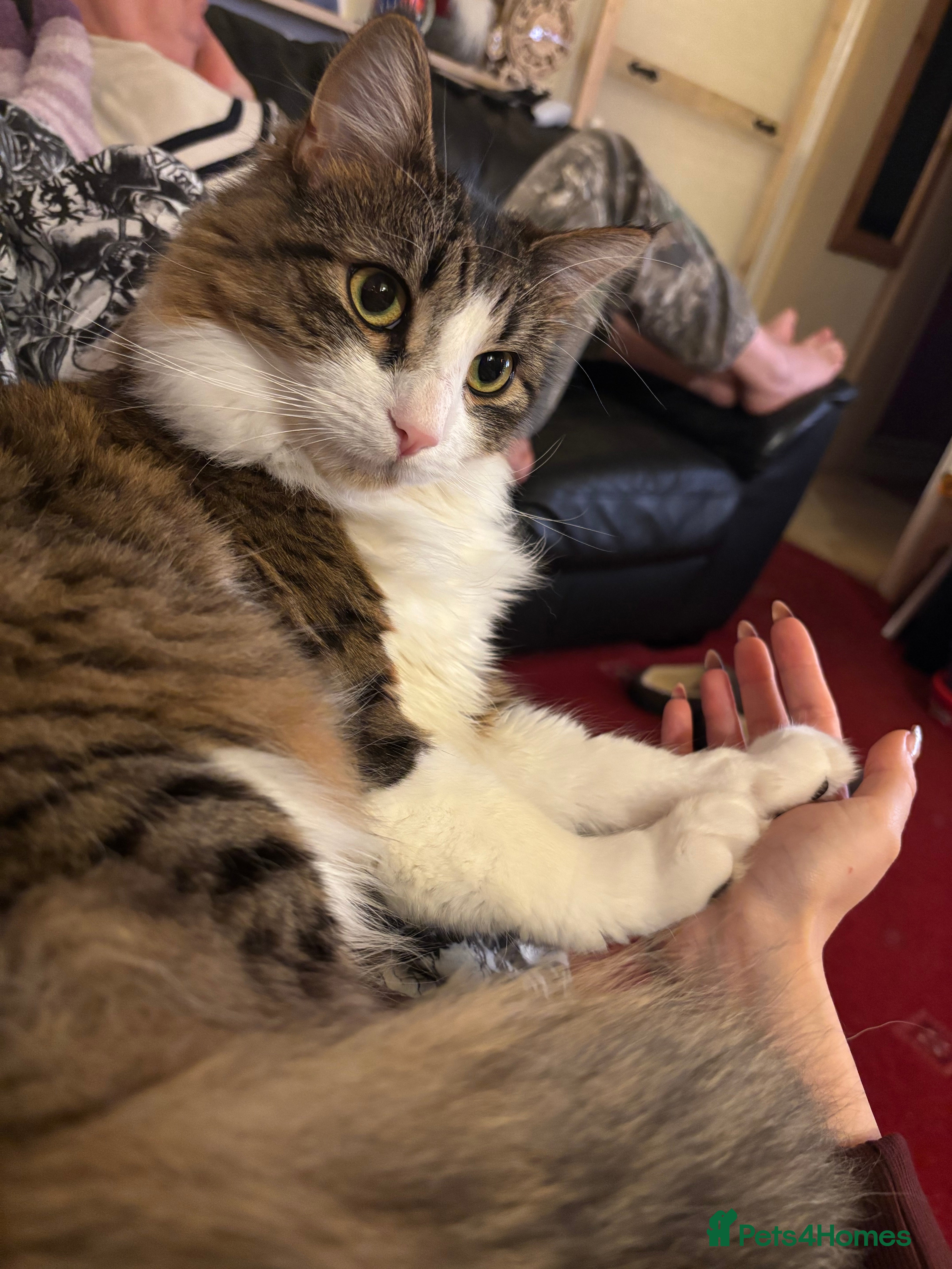 Mixed Breed cats Wolfie  - Advert 5