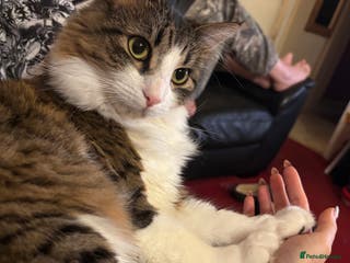 Mixed Breed cats Wolfie - Advert 6