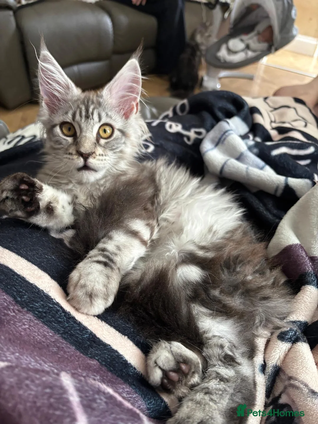 Maine Coon cats for sale: Beautiful Maine Coon Girl - Advert 1