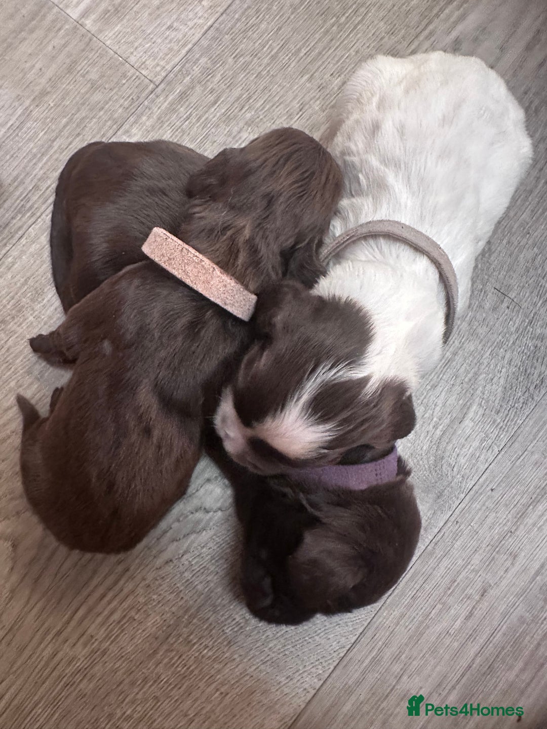 Cocker Spaniel dogs for sale: Cocker spaniel puppies - Image 9