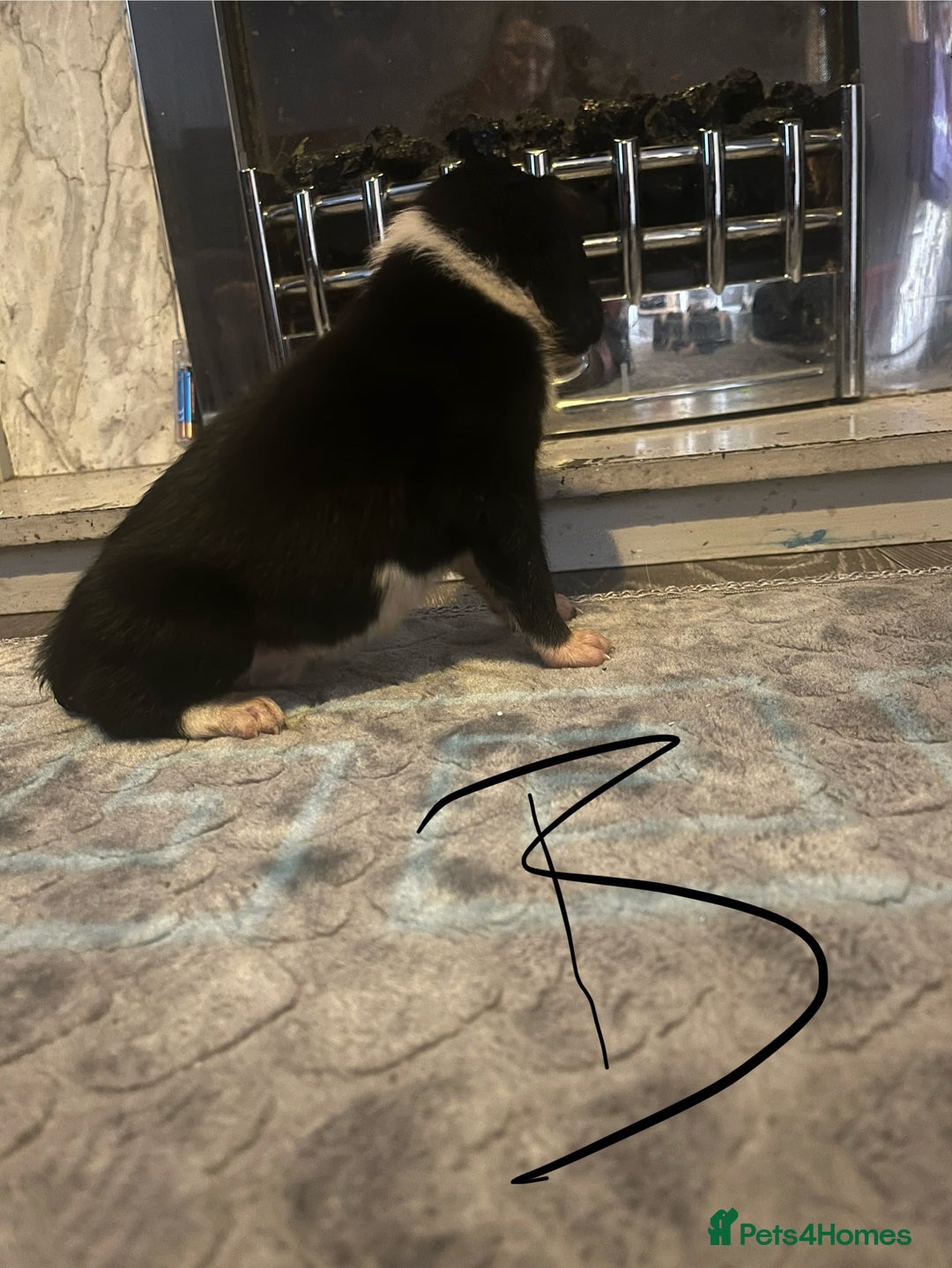 Border Collie dogs for sale: Border collie puppies - Image 16