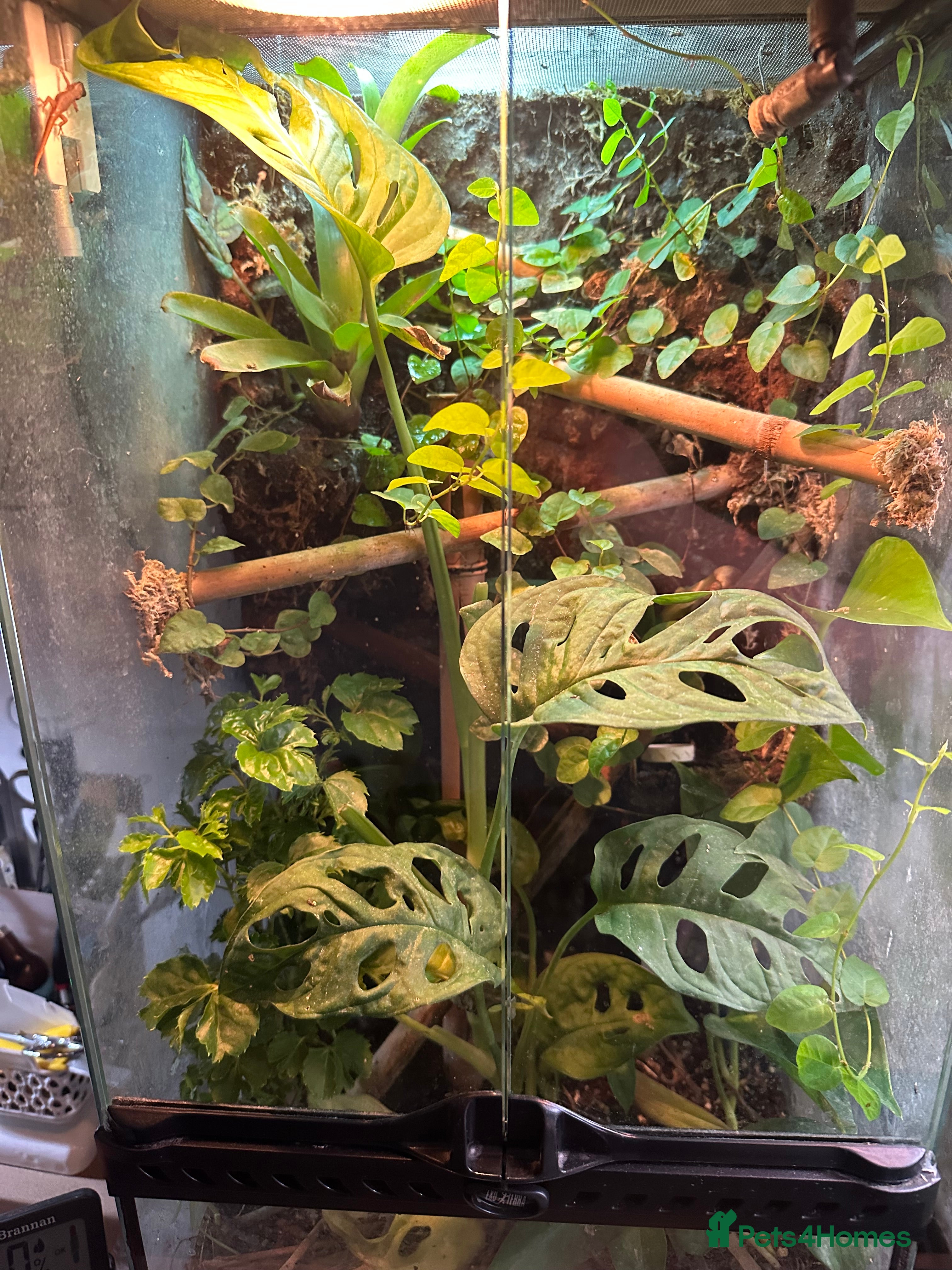 Gecko reptiles Cameroon Dwarf Geckos & Enclosure  - Advert 2