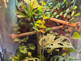 Gecko reptiles Cameroon Dwarf Geckos & Enclosure - Advert 2