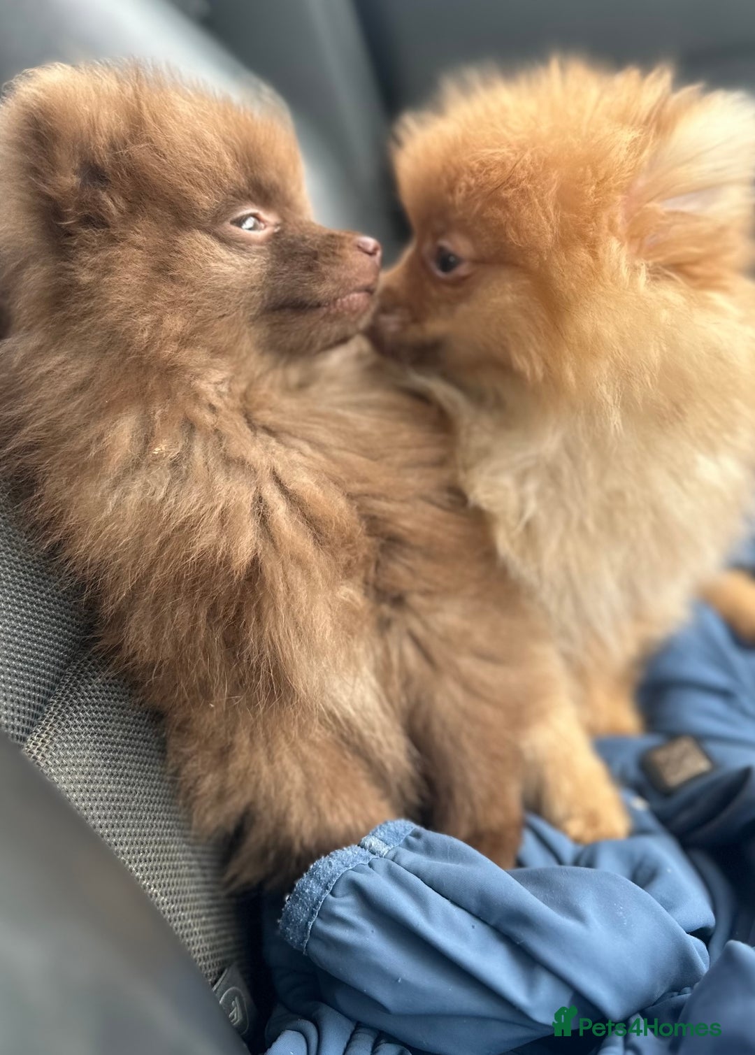 Pomeranian dogs for sale: Adorable Pom puppies 💙❤️ - Image 6