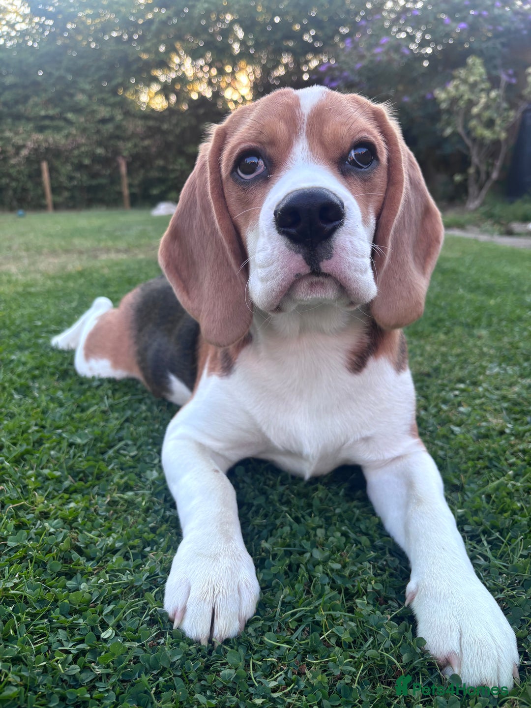 Beagle dogs for sale: Lexi  - Image 2