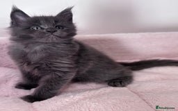 Maine Coon cats for sale: Stunning Maine Coon Kittens  - Image 2