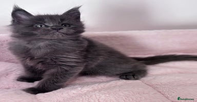 Maine Coon cats - Advert 5