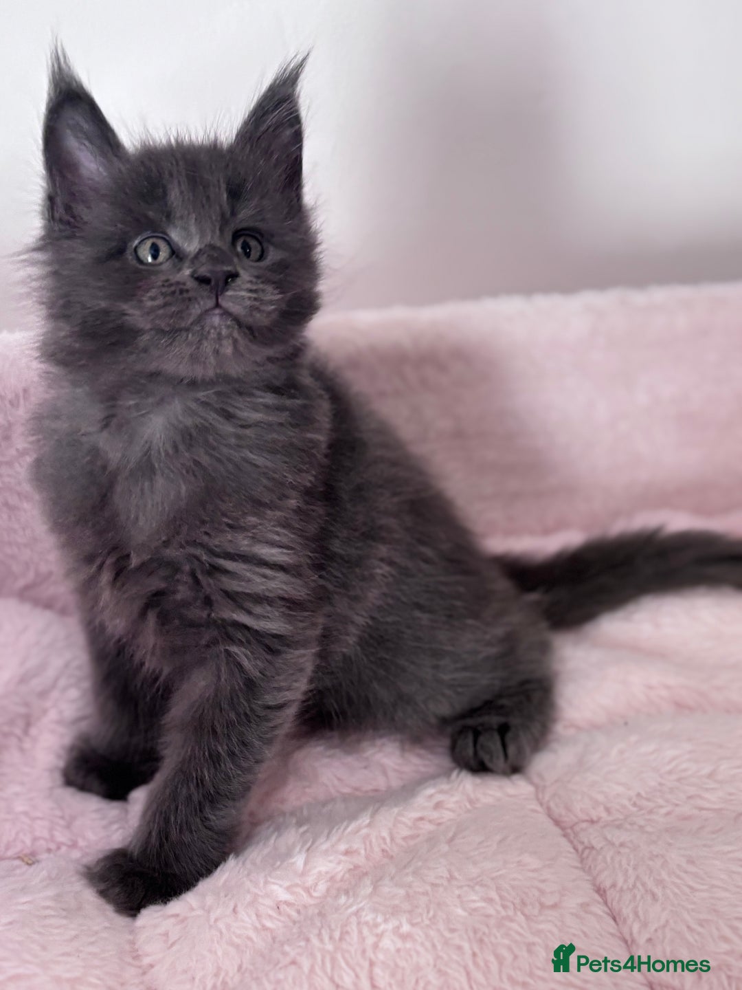 Maine Coon cats for sale: Stunning Maine Coon Kittens  - Image 2