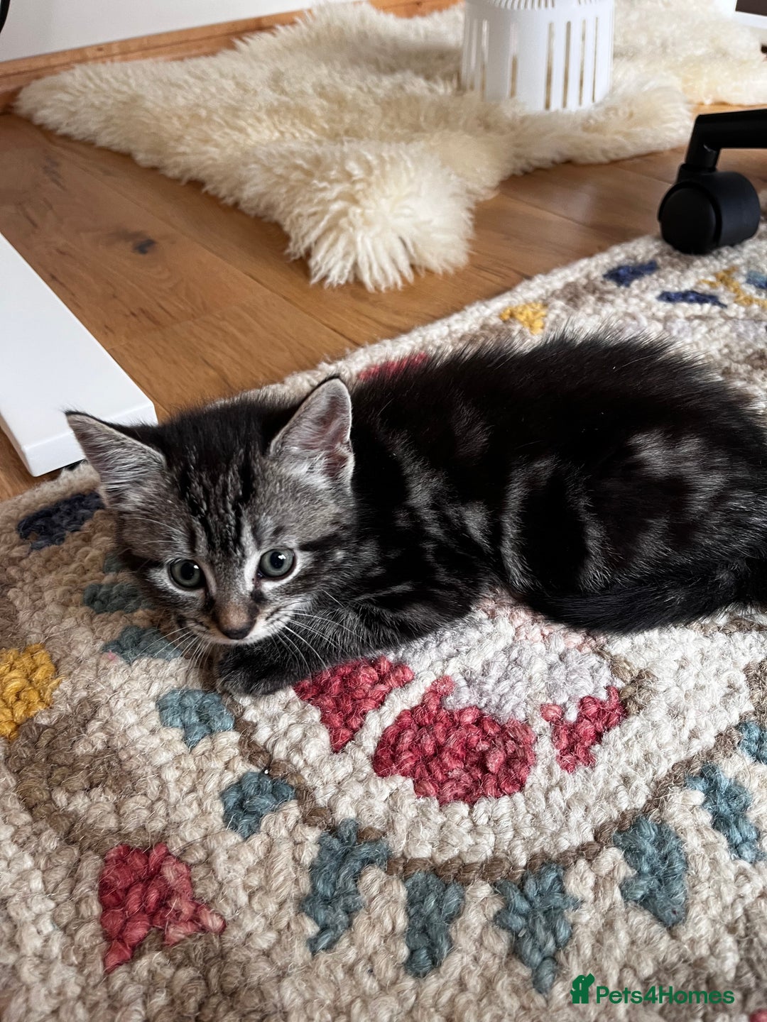 Mixed Breed cats for sale: Playful kittens ready to leave! - Image 4