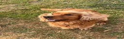 Cocker Spaniel dogs for stud: Nelson show cocker STUD  - Advert 8