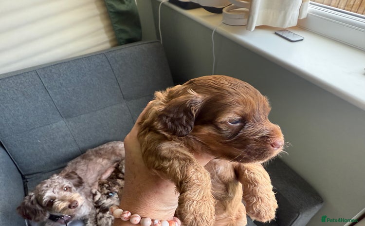 Cockapoo dogs - Advert 6