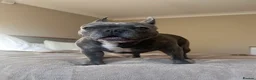 French Bulldog dogs for sale: Rehoming my gorgeous French Bulldog George - Advert 2