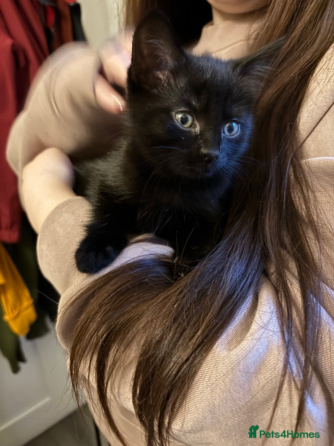Domestic Shorthair cats for sale: 3 adorable girls left! - Image 5